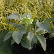 Helleborus argutifolius