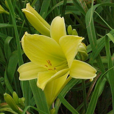 Hemerocallis 'Corky'