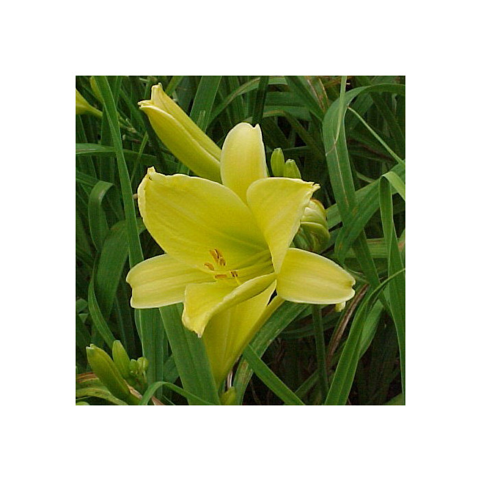Hemerocallis 'Corky'