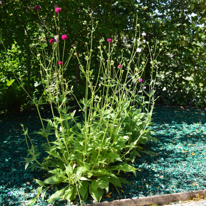 Knautia macedonica