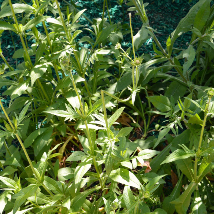 Knautia macedonica