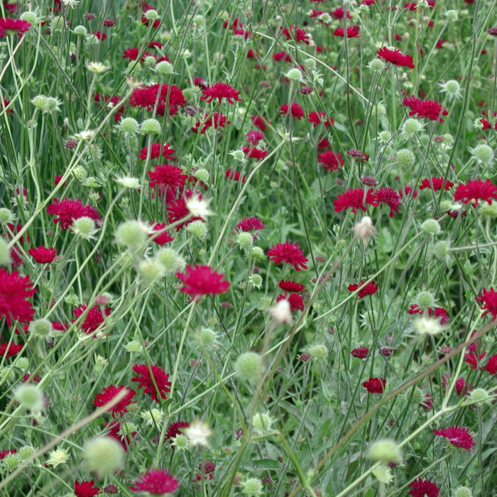 Knautia macedonica
