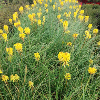 Kniphofia citrina