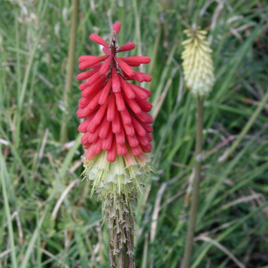 Kniphofia citrina