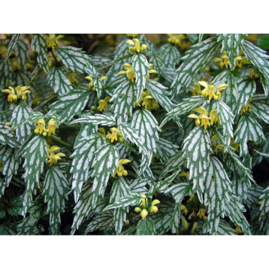 Lamiastrum galeobdolon 'Herman's Pride'