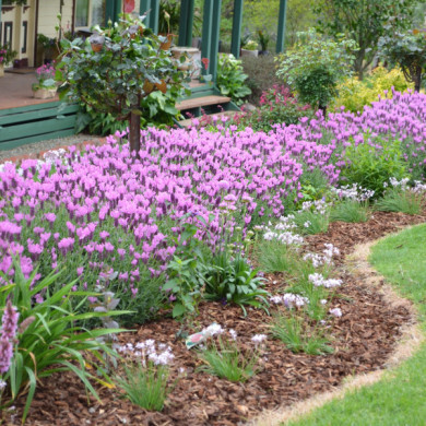 Lavandula stoechas The Princess®