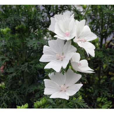 Malva moschata 'Alba'