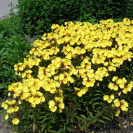 Oenothera fruticosa 'Sonnenwende'