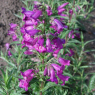 Penstemon 'Midnight'
