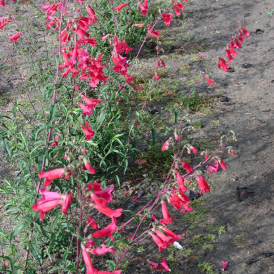 Penstemon 'Schoenholzeri'