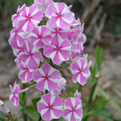 Phlox maculata 'Natascha'