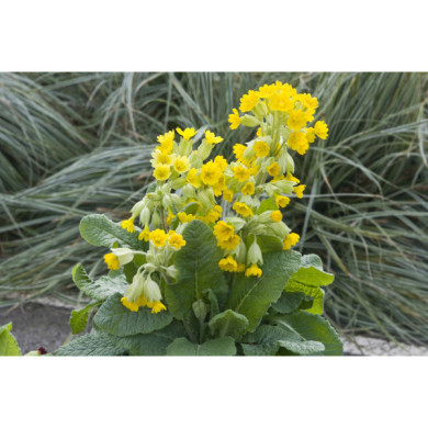 Primula veris