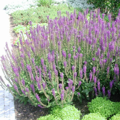Salvia nemorosa 'Mainacht'