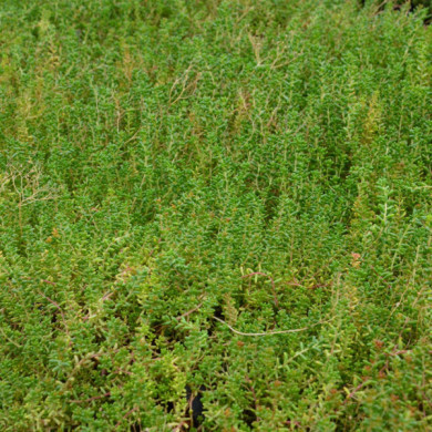 Sedum album 'Murale'