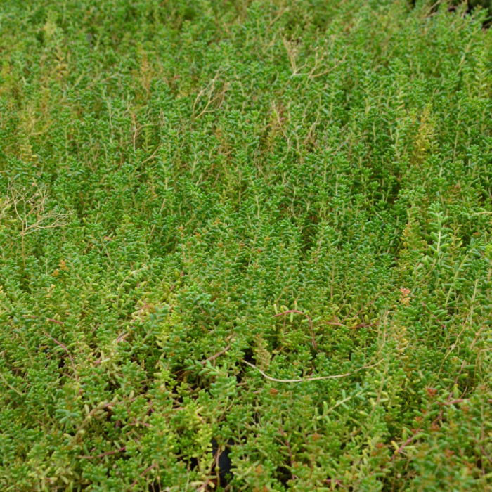Sedum album 'Murale'