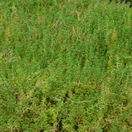 Sedum album 'Murale'