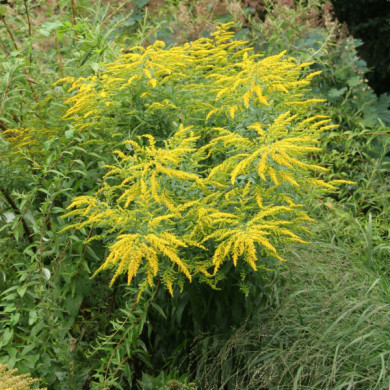 Solidago 'Goldkind'