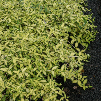 Vinca minor 'Cahill' ILLUMINATION