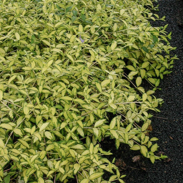 Vinca minor 'Cahill' ILLUMINATION