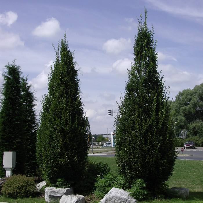 Carpinus betulus 'Fastigiata'