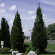 Carpinus betulus 'Fastigiata'