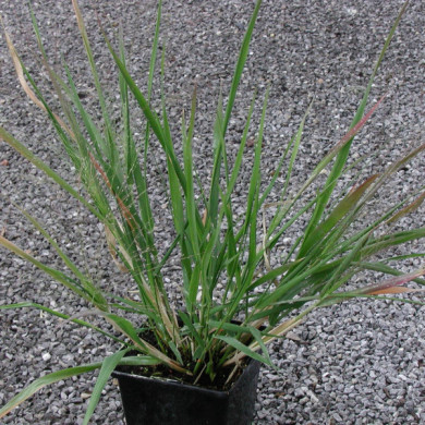 Eragrostis spectabilis