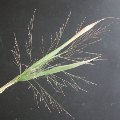 Eragrostis spectabilis