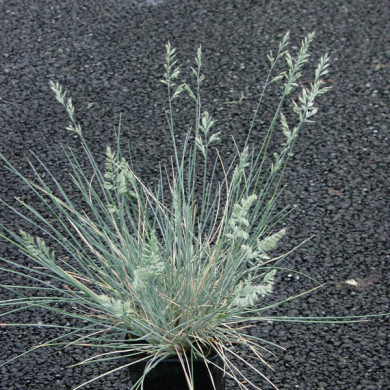 Festuca glauca 'Uchte'