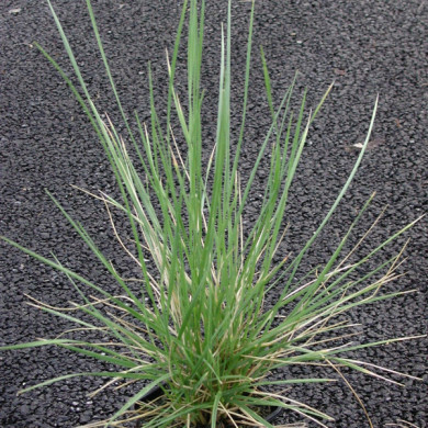 Festuca mairei