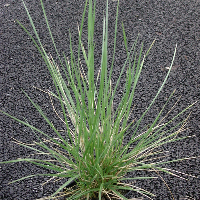 Festuca mairei