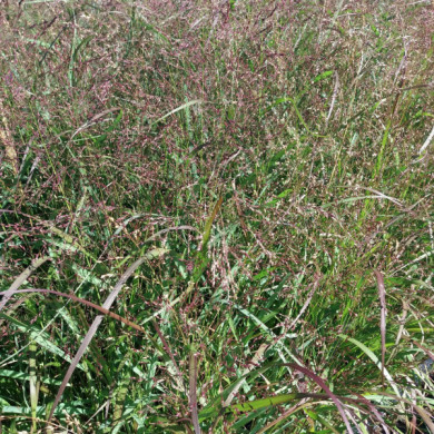 Panicum virgatum 'Squaw'