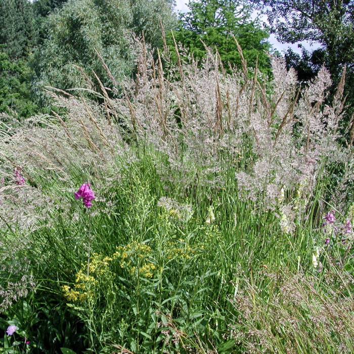 Calamagrostis arundinacea