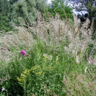 Calamagrostis arundinacea
