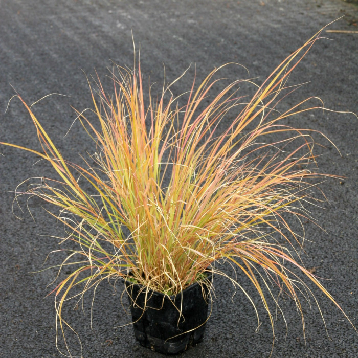 Calamagrostis arundinacea