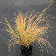 Calamagrostis arundinacea