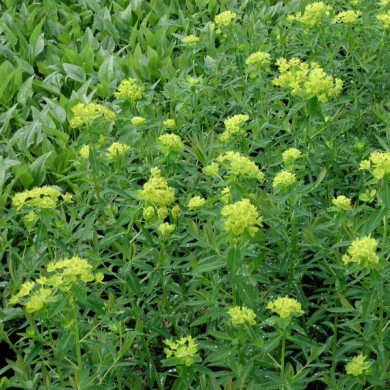 Euphorbia palustris 'Walenburg's Glorie'