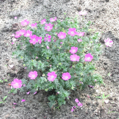 Geranium sanguineum 'Max Frei'