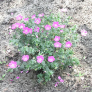 Geranium sanguineum 'Max Frei'