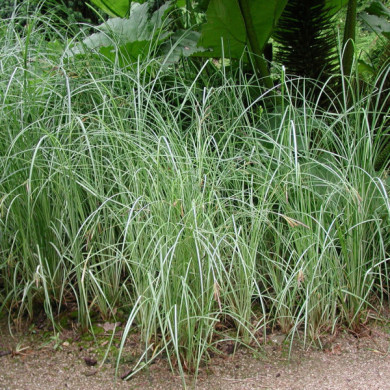 Miscanthus sinensis 'Graziella'