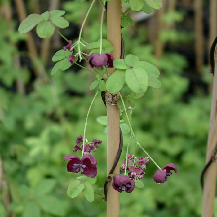 Akebia quinata