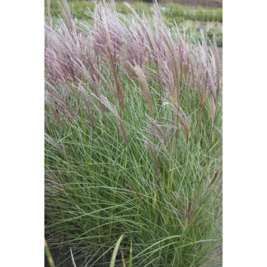 Miscanthus sinensis 'Kleine Silberspinne'
