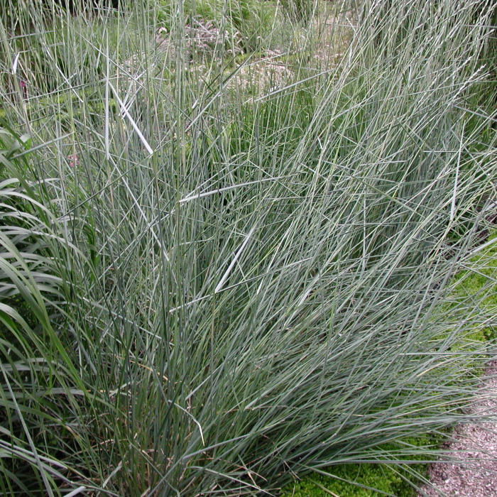Sesleria autumnalis