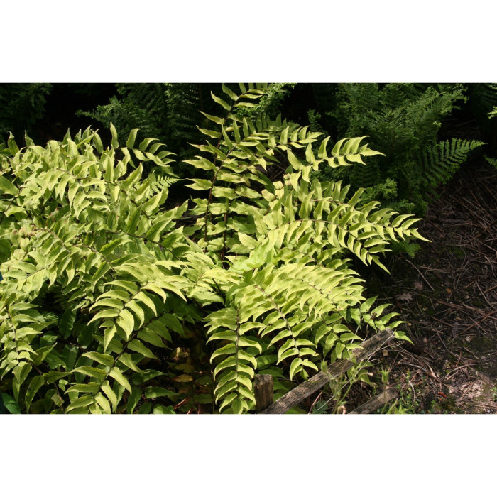 Cyrtomium fortunei