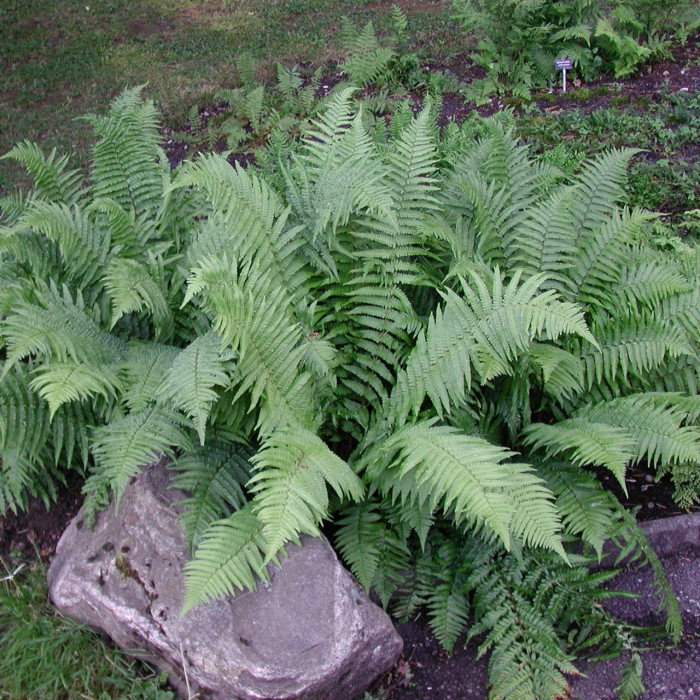 Dryopteris affinis