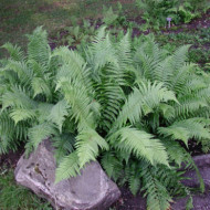 Dryopteris affinis