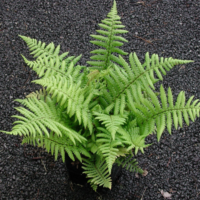 Dryopteris affinis