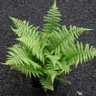 Dryopteris affinis