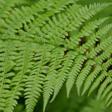 Dryopteris affinis