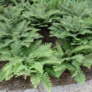 Polystichum polyblepharum
