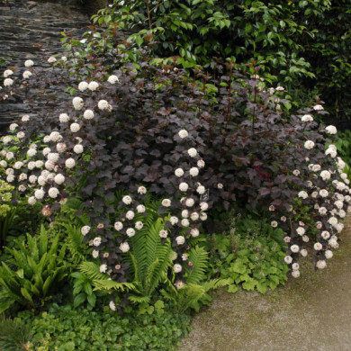 Physocarpus opulifolius Summer Wine® 'Seward' c.o.v.